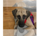 Small #7 Black Mouth Cur Mix