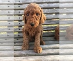 Small Photo #6 Poodle (Standard) Puppy For Sale in MURRAYVILLE, GA, USA