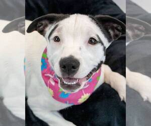 Mutt Dogs for adoption in Kennesaw, GA, USA