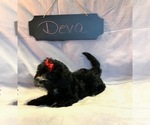 Small Photo #8 Aussiedoodle-Poodle (Miniature) Mix Puppy For Sale in REEDS SPRING, MO, USA