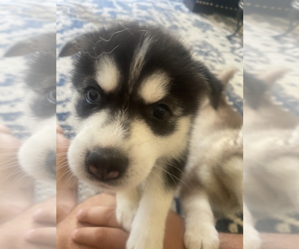 Medium Photo #4 Pomsky Puppy For Sale in FRESNO, CA, USA