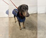 Small Photo #9 Doberman Pinscher Puppy For Sale in Minneaoplis, MN, USA