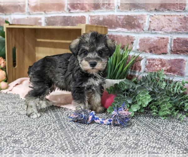Medium Photo #4 Schnauzer (Miniature) Puppy For Sale in SYRACUSE, IN, USA