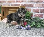 Small #3 Schnauzer (Miniature)