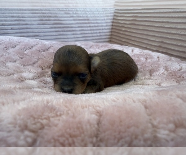 Medium Photo #16 Yorkipoo Puppy For Sale in ARLINGTON, TX, USA