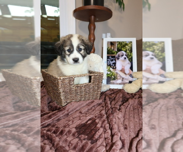 Medium Photo #2 Aussie Pyrenees Puppy For Sale in LEXINGTON, SC, USA