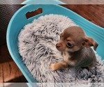 Small Photo #12 Chihuahua Puppy For Sale in MARIETTA, GA, USA