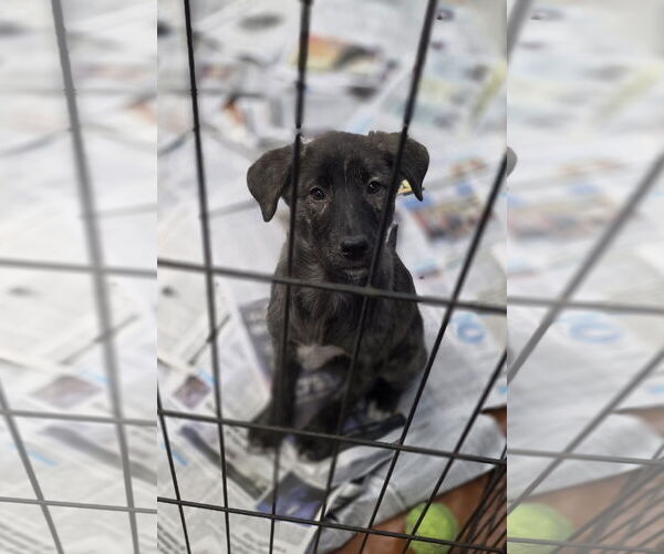 Medium Photo #2 Holland Shepherd-Unknown Mix Puppy For Sale in SHERBURNE, NY, USA