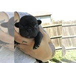 Small Photo #6 French Bulldog Puppy For Sale in NEW CASTLE, PA, USA