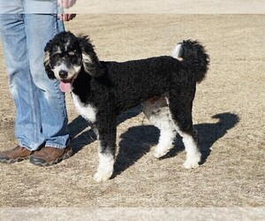Father of the Miniature Bernedoodle-Poodle (Miniature) Mix puppies born on 12/11/2022