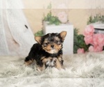 Small Photo #4 Yorkshire Terrier Puppy For Sale in WARSAW, IN, USA