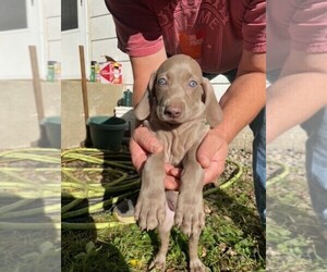 Weimaraner Puppy for sale in HOPKINS, MN, USA
