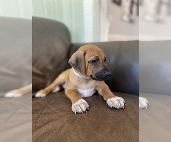 Medium Photo #13 Rhodesian Ridgeback Puppy For Sale in KELLER, TX, USA