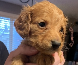 Dachshund Puppy for sale in FOREST GROVE, OR, USA