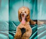 Small Photo #1 Poodle (Standard) Puppy For Sale in LAKE CHARLES, LA, USA