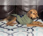 Small Photo #5 Coonhound-Unknown Mix Puppy For Sale in Crystal, MN, USA