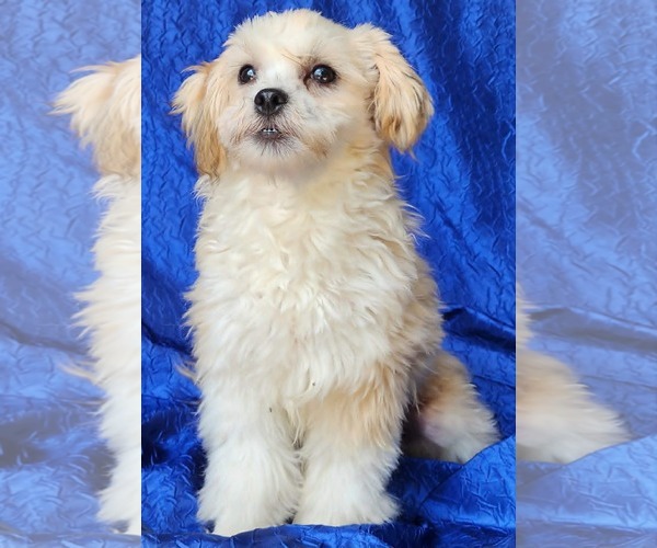 Medium Photo #2 Shih-Poo Puppy For Sale in Cuba, NY, USA