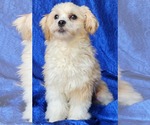 Small #1 Shih-Poo