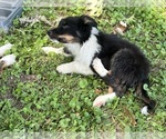 Puppy Puppy 1 Australian Shepherd