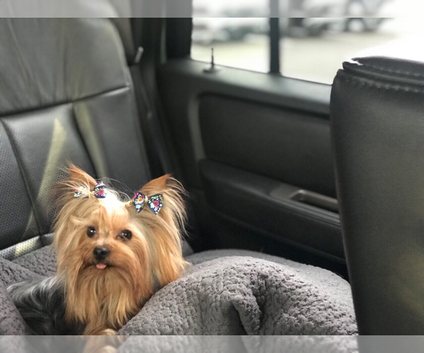 Medium Photo #1 Yorkshire Terrier Puppy For Sale in GILBERT, AZ, USA