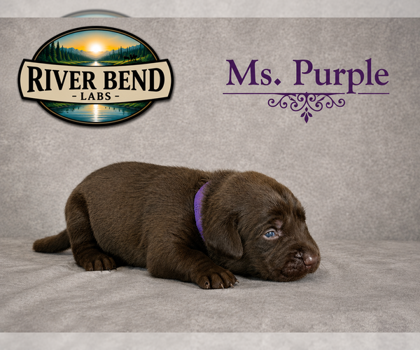 Medium Photo #1 Labrador Retriever Puppy For Sale in WHITNEY, TX, USA