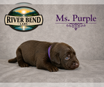 Puppy Ms Purple Labrador Retriever