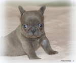 Small #7 French Bulldog
