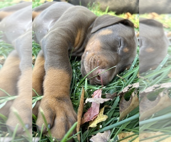 Medium Photo #8 Doberman Pinscher Puppy For Sale in WESTON, WI, USA