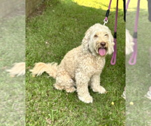 Bella Doodle - Female Aussiedoodle Miniature  Dog for Adoption - Photo #3