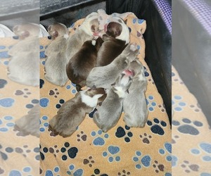 Boston Terrier Puppy for sale in FT MYERS, FL, USA