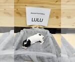 Puppy Lulu English Setter