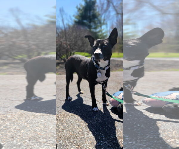 Medium Photo #1 Mutt Puppy For Sale in Shelburne, VT, USA