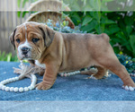 Small Photo #7 Beabull Puppy For Sale in SHIPSHEWANA, IN, USA