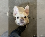 Small Photo #3 French Bulldog Puppy For Sale in OSHKOSH, WI, USA
