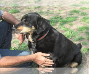 Jed - Male Labrottie Dog for Adoption - Photo #6