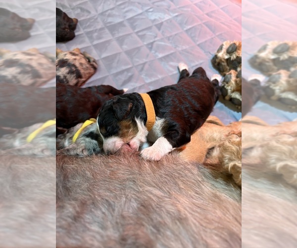 Medium Photo #5 Bernedoodle (Miniature) Puppy For Sale in HELPER, UT, USA