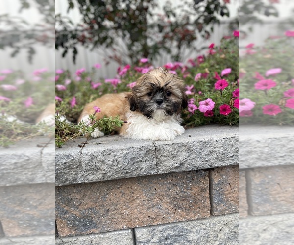 Medium Photo #1 Shih Tzu Puppy For Sale in CANOGA, NY, USA