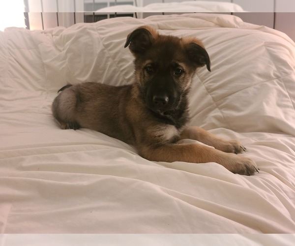 Medium Photo #4 German Shepherd Dog Puppy For Sale in MONTREAL, MO, USA