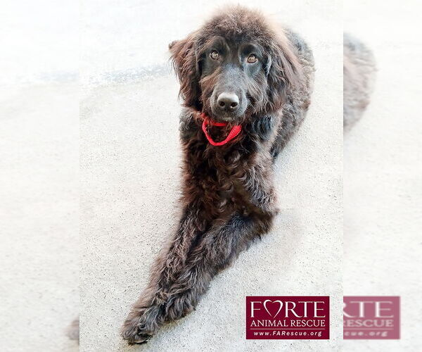 Medium Photo #2 Labrador Retriever Puppy For Sale in Marina del Rey, CA, USA