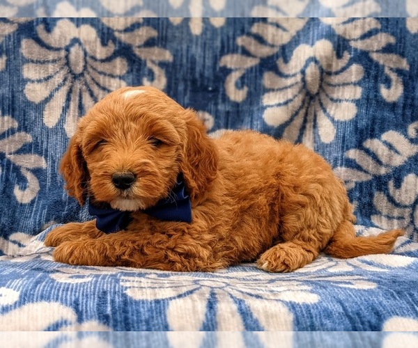 Medium Photo #2 Goldendoodle-Poodle (Miniature) Mix Puppy For Sale in LINCOLN UNIV, PA, USA