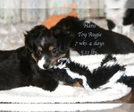 Small Photo #15 Miniature American Shepherd-Pembroke Welsh Corgi Mix Puppy For Sale in LIND, WA, USA