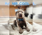 Small #1 Labrador Retriever