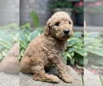 Small #4 Goldendoodle