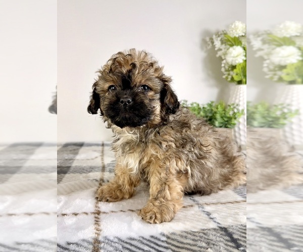 Medium Photo #4 Mal-Shi Puppy For Sale in GREENFIELD, IN, USA