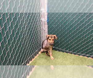 German Shepherd Dog Dogs for adoption in Downey, CA, USA