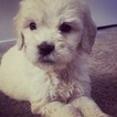 Small Photo #69 Goldendoodle Puppy For Sale in VACAVILLE, CA, USA