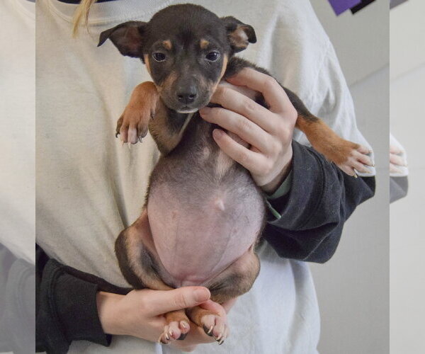 Medium Photo #5 Jack Russell Terrier-Unknown Mix Puppy For Sale in Huntley, IL, USA