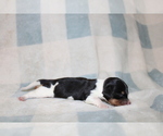 Image preview for Ad Listing. Nickname: Mickey Mini