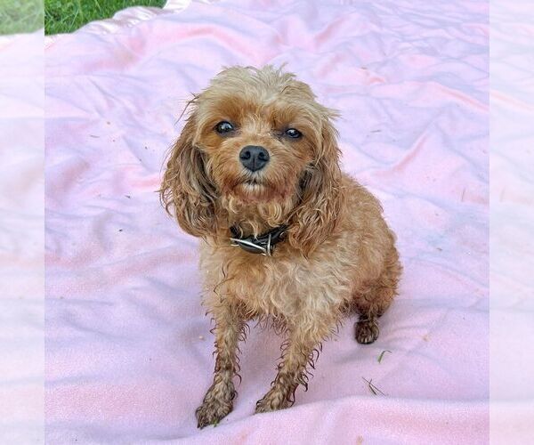 Medium Photo #1 Cavapoo (Miniature) Puppy For Sale in COATESVILLE, PA, USA