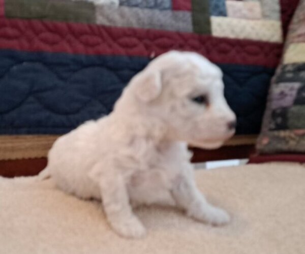 Medium Photo #3 Bichon Frise Puppy For Sale in PELHAM, NH, USA